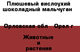 Плюшевый вислоухий шоколадный мальчуган  - Орловская обл., Орел г. Животные и растения » Кошки   